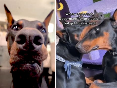 celine tran levertraan|Pet Owner Delights TikTok With Adorable Protection Dobermans.